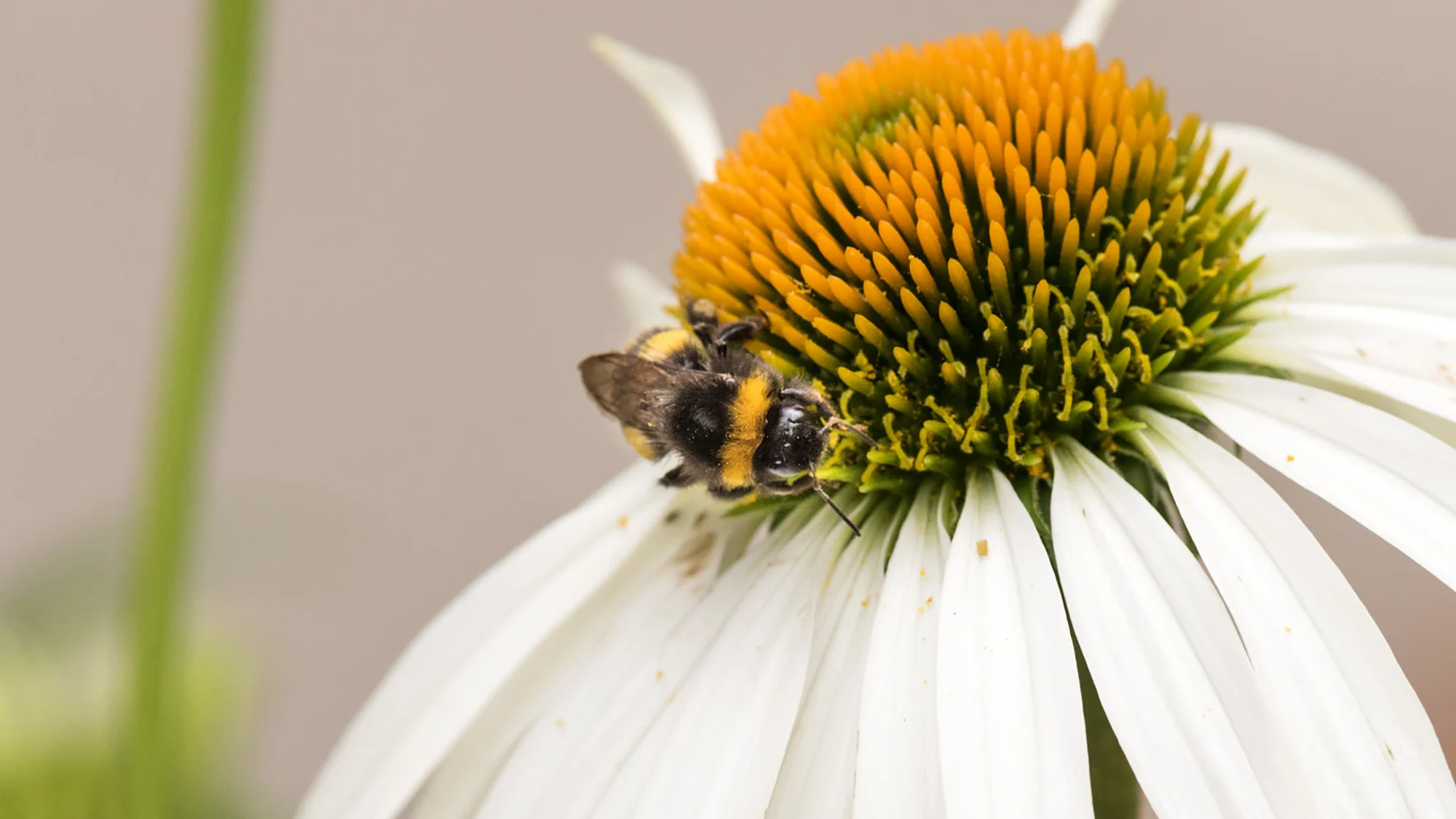 Building an urban oasis